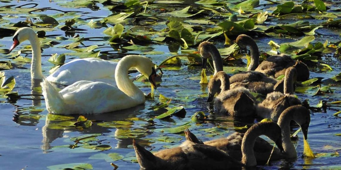 Неизвестные убили в Димитровграде детёныша серого лебедя