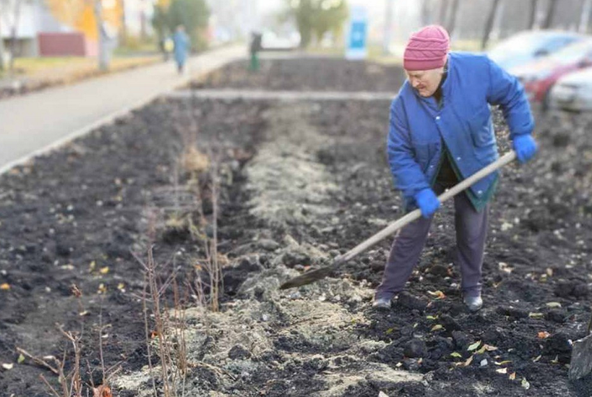 200 кустов сирени высадили на улице Камышинской в Ульяновске
