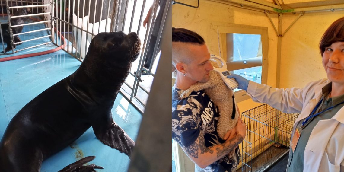 44 процента опрошенных ульяновцев выступили против животных в цирке