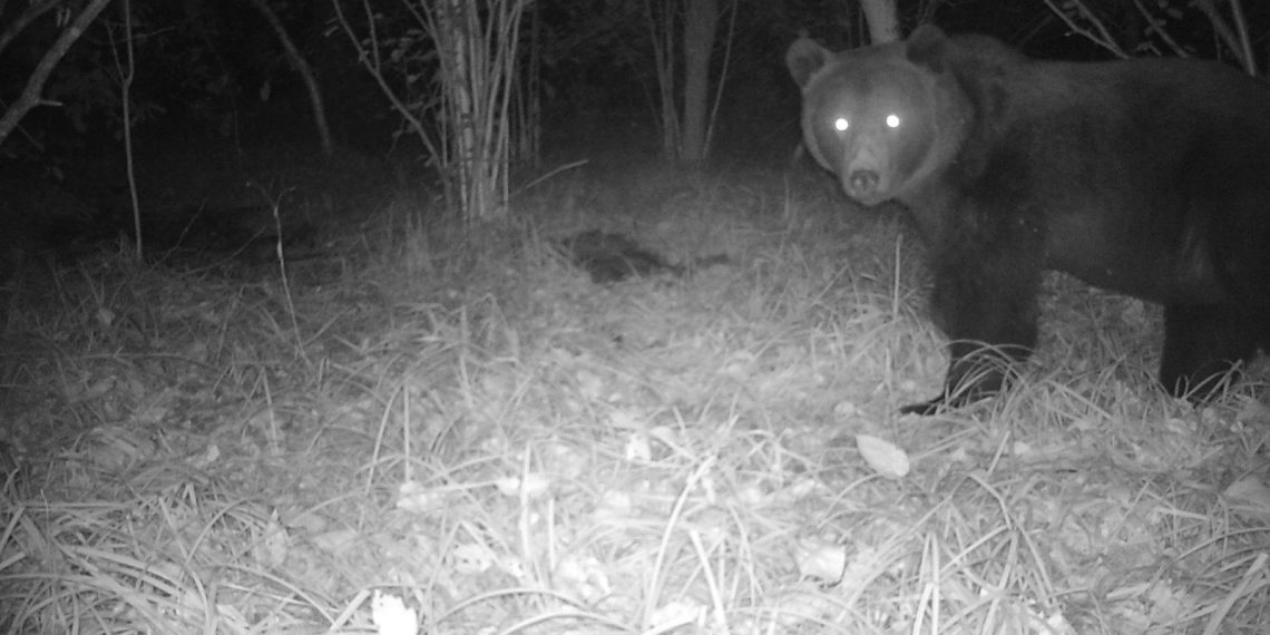 Ульяновцев научили правильным действиям при встрече с медведями