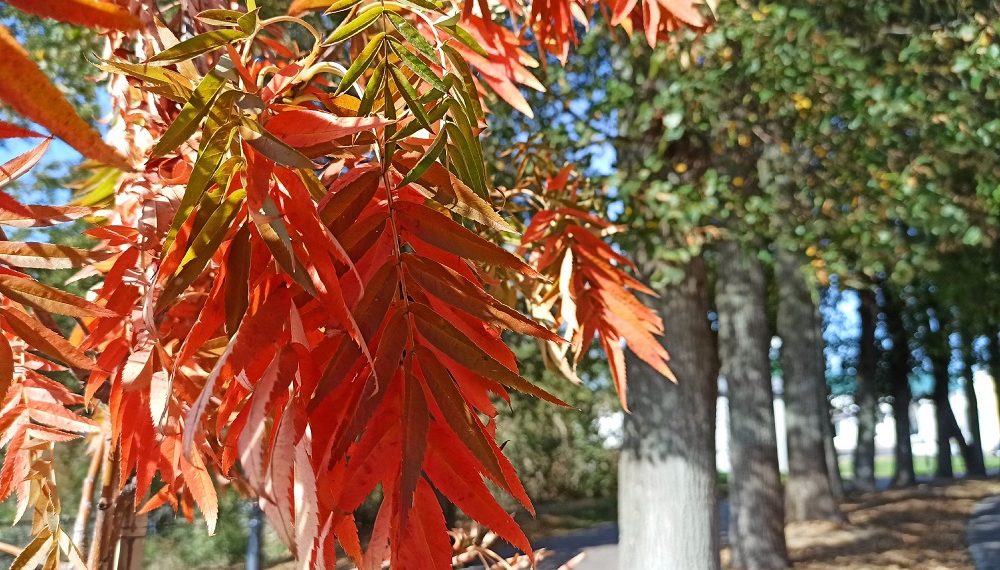 Ульяновские синоптики назвали дату сильного похолодания в регионе