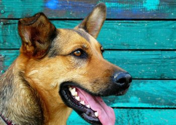 В Ульяновской области мальчика растерзала бездомная собака