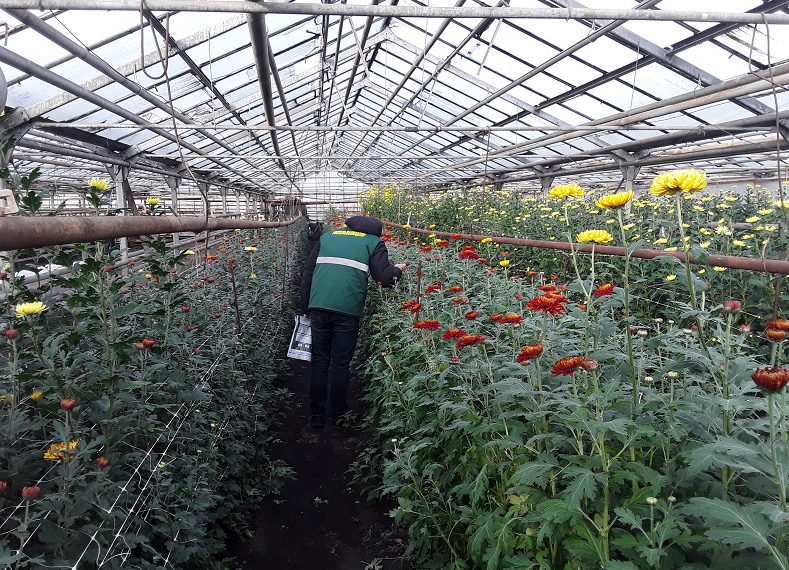 В Ульяновске на предмет вредителей проверили пять тысяч хризантем