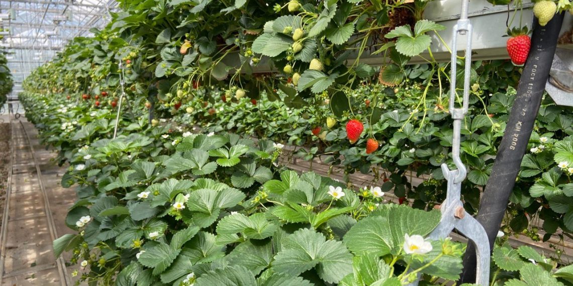 Опасный цветочный трипс выявили в ульяновских теплицах