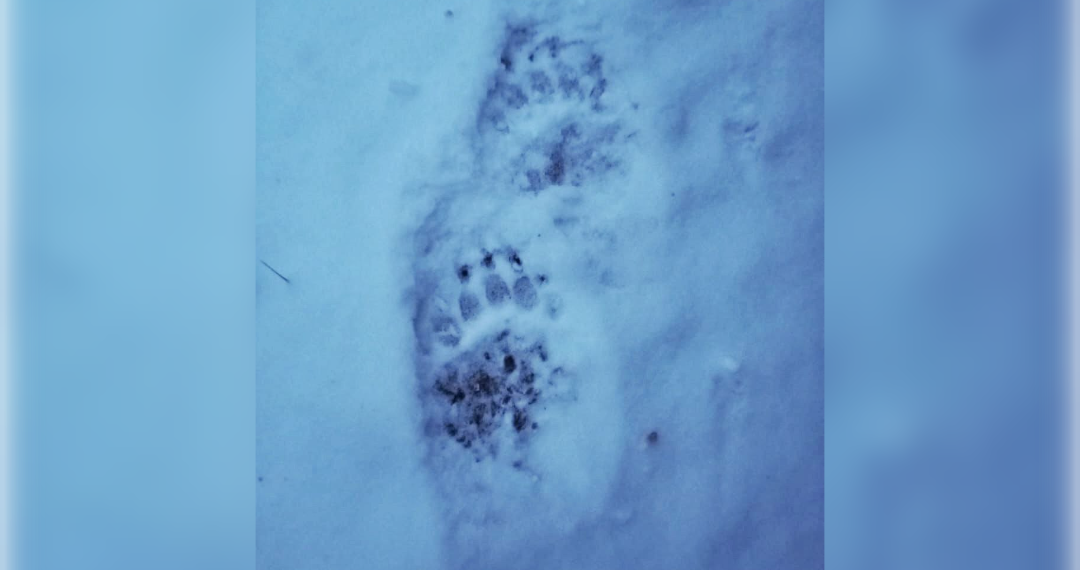 В Ульяновской области вновь обнаружили следы медведя