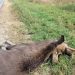 В Минприроды назвали число погибших диких животных на ульяновских дорогах