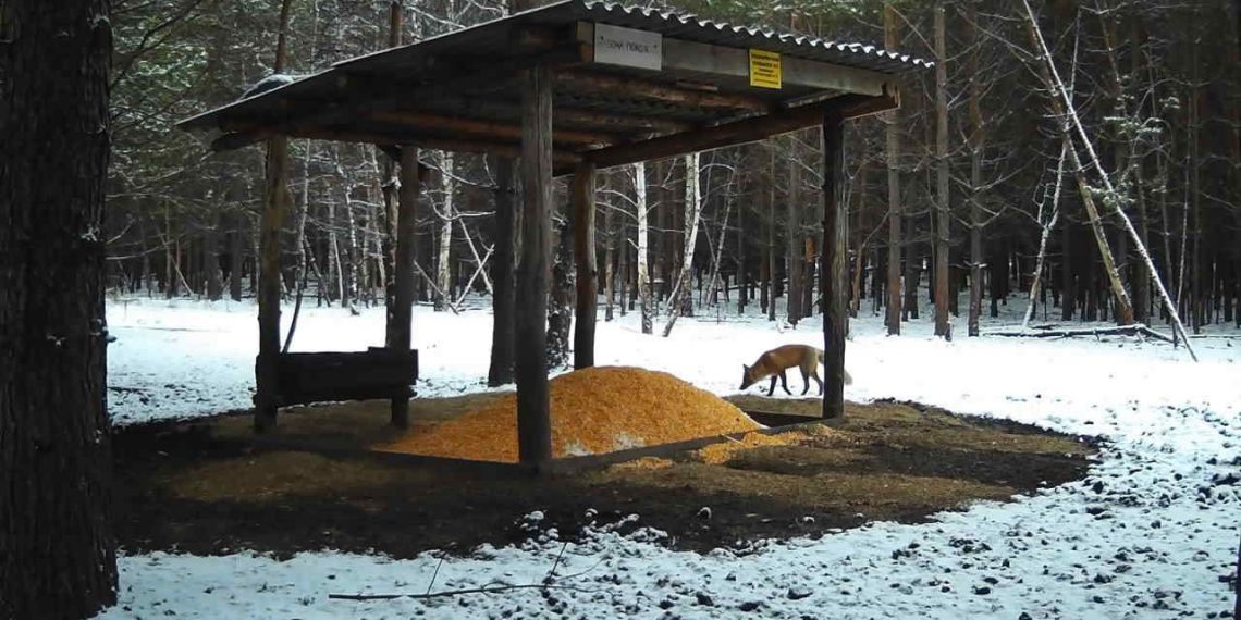 Фотоловушки в лесах Ульяновской области запечатлели новых «моделей»