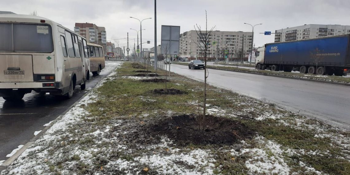 Липы и берёзы высадили на проспекте Ливанова в Ульяновске