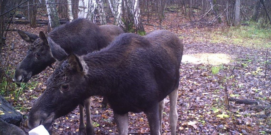 В Ульяновской области будут судить браконьеров, убивших четырёх лосей в трёх районах