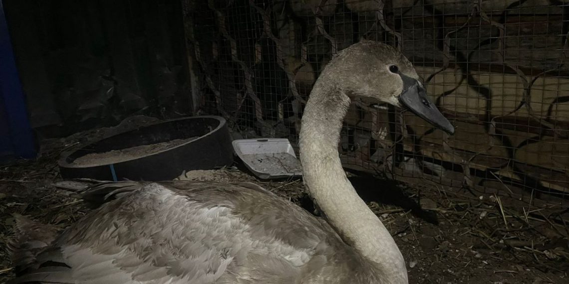 Спасённого в Димитровграде лебедя поместят на реабилитацию в ульяновский зоопарк
