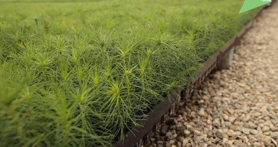 15 миллионов деревьев посадили в Ульяновской области с начала 2024 года