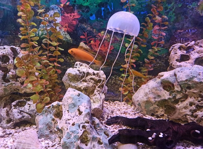 SuperJob узнал, какие животные обитают в офисах Ульяновска