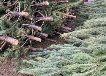 Более 40 тысяч новогодних деревьев отправили из Ульяновской области в 16 регионов РФ