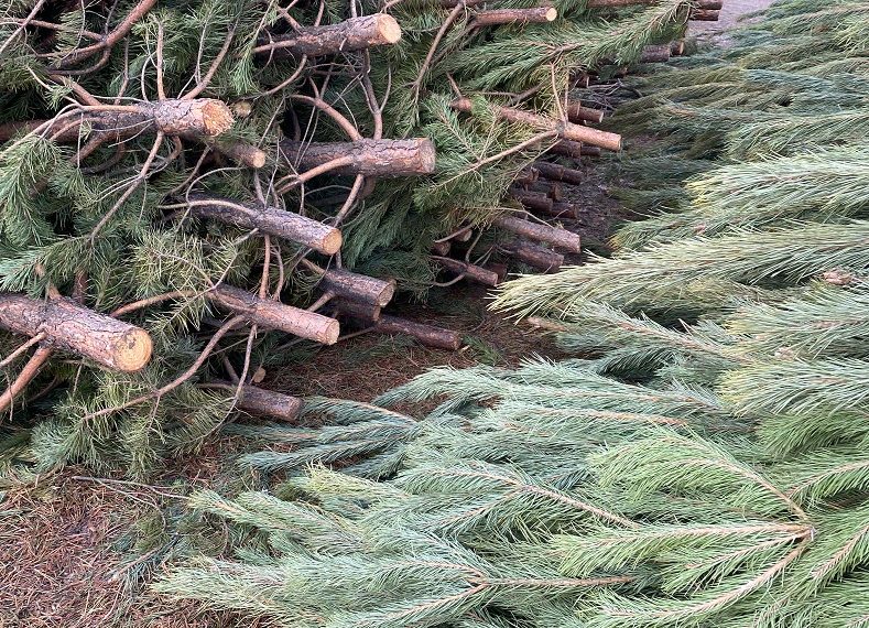 Более 40 тысяч новогодних деревьев отправили из Ульяновской области в 16 регионов РФ