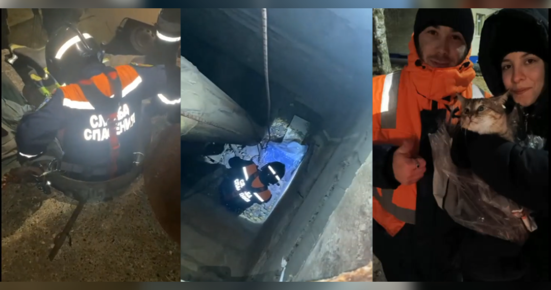 На севере Ульяновска из канализации вытащили домашнего кота