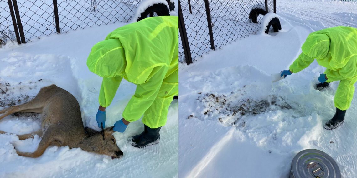 Мёртвую косулю нашли на улице в ульяновском селе Кротовка