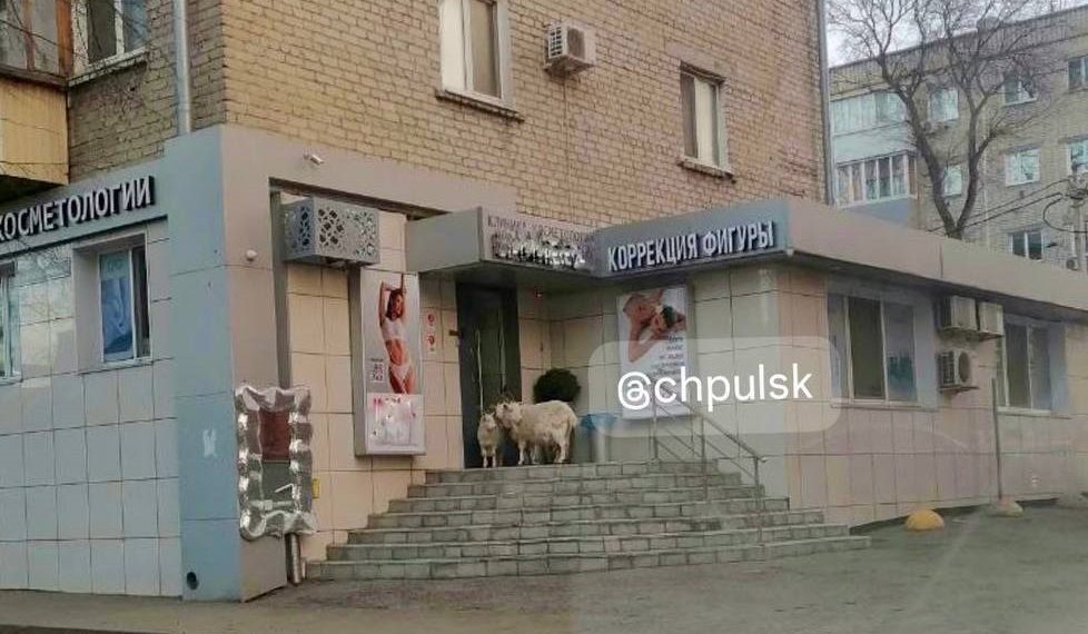 В преддверии Нового года в ульяновский салон красоты пришли козы