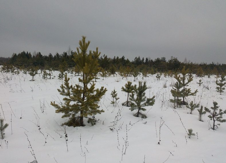 427 нарушений земельного законодательства выявили в Ульяновской области за 2024 год