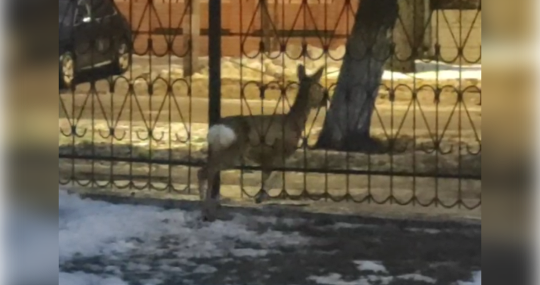 Застрявшую в заборе косулю спасли на улице Корюкина — видео