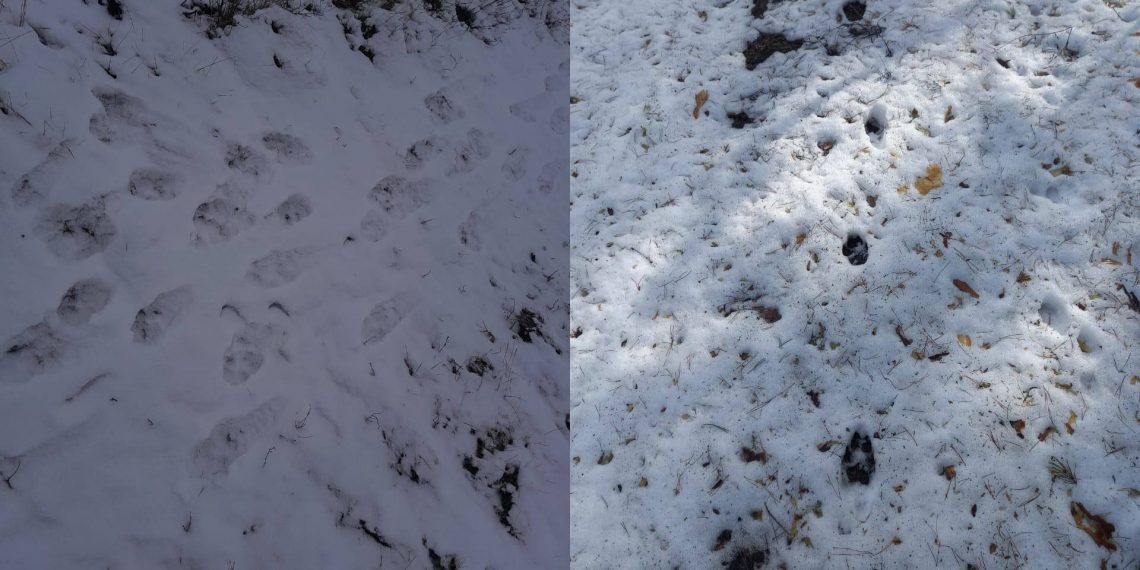 Следы волка заметили в Базарносызганском районе