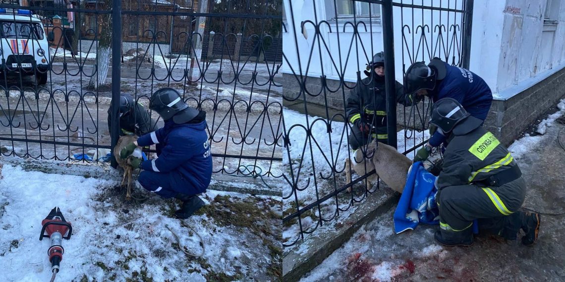 Ульяновские спасатели вытащили застрявшую в прутьях забора косулю