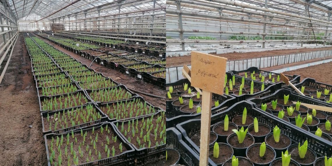 Ульяновский «Горзеленхоз» вырастит к 14 февраля цветы для влюблённых