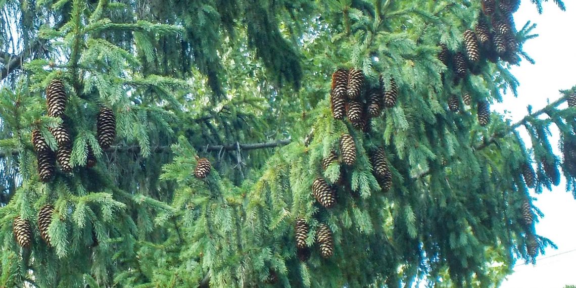 В Ульяновске начался сбор шишек с городских елей