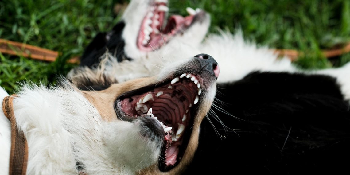 Стаи собак держали в страхе райцентр Ульяновской области