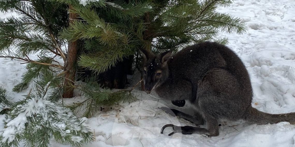 Ёлки для кенгуру: Ульяновский зоопарк объявил специальную акцию