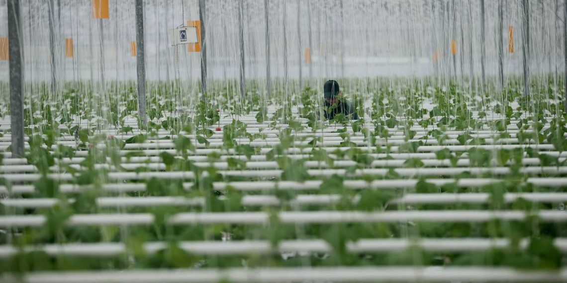 Овощеводы ульяновского «Тепличного» поставили второй рекорд кряду