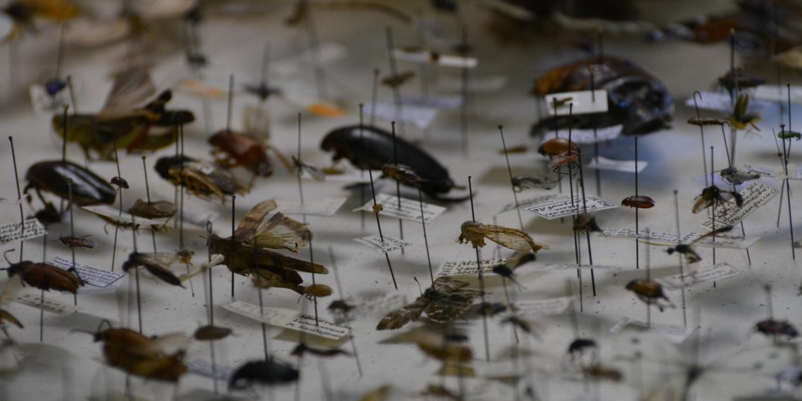 В Ульяновске управкомпания отказалась морить тараканов, пришлось обращаться в суд