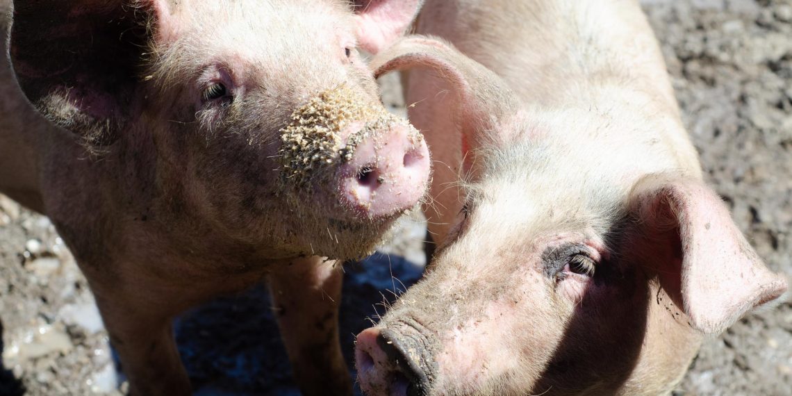 Большое свинство: в Ульяновской области увеличилось поголовье хрюшек