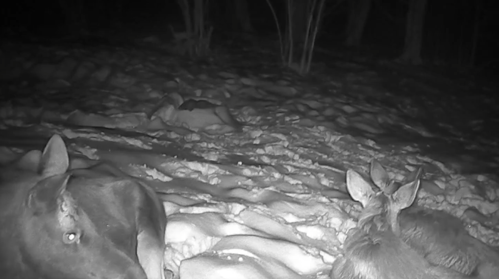 Лосиный вечер в «Сенгилеевских горах»: фотоловушки запечатлели умиротворение дикой природы