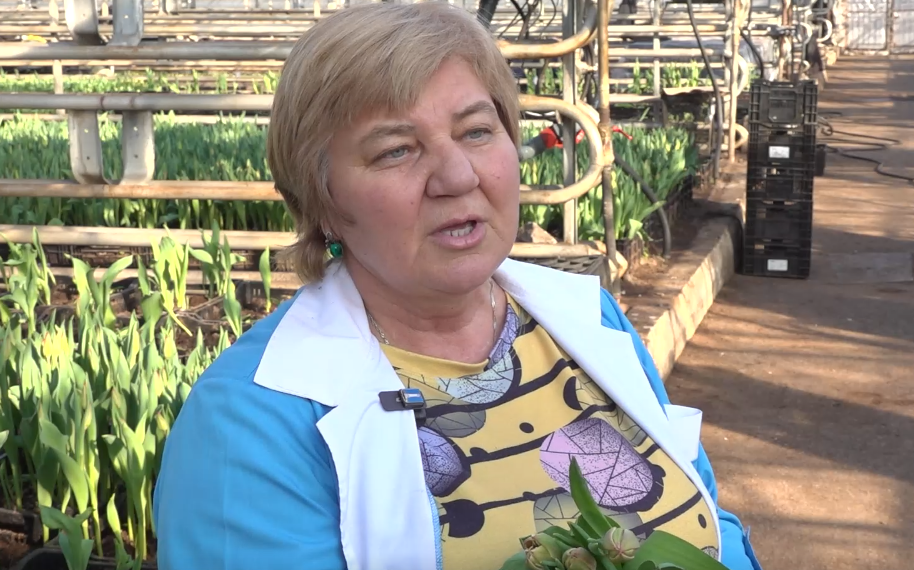 В Ульяновске к 8 Марта вырастили 150 тысяч тюльпанов