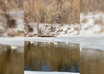 Впервые в Ульяновской области: лебеди выбрали обновлённую набережную райцентра