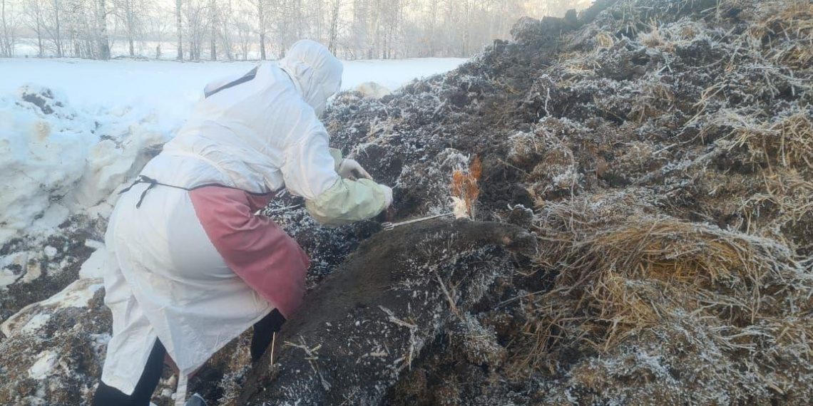 В Чердаклинском районе нашли труп свиньи, проверили на АЧС