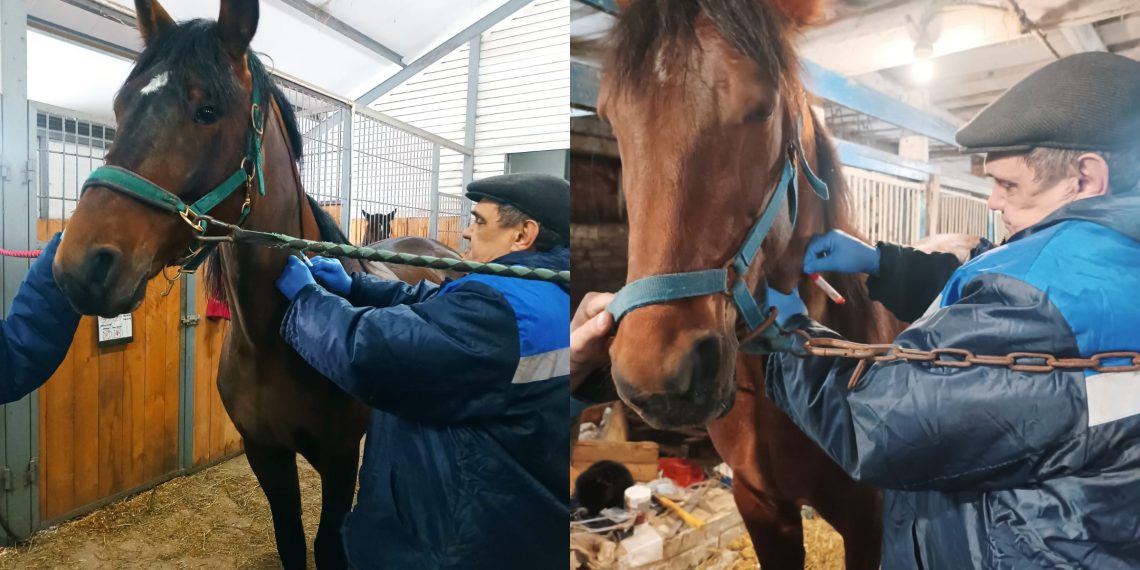 143 анализа крови и 130 проб: ветеринары проверили лошадей на ульяновском ипподроме