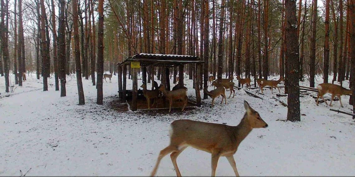 Ульяновское Минприроды показало новую «добычу» лесных фото- и видеоловушек