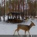 Ульяновское Минприроды показало новую «добычу» лесных фото- и видеоловушек