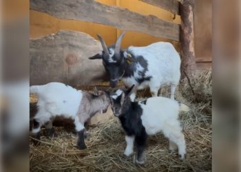 В зоопарке Ульяновска появились малыши-козлятки — мальчик и девочка