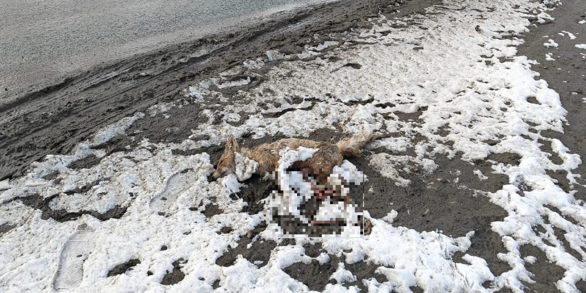 Труп лисы с Московского шоссе в Ульяновске проверили на бешенство