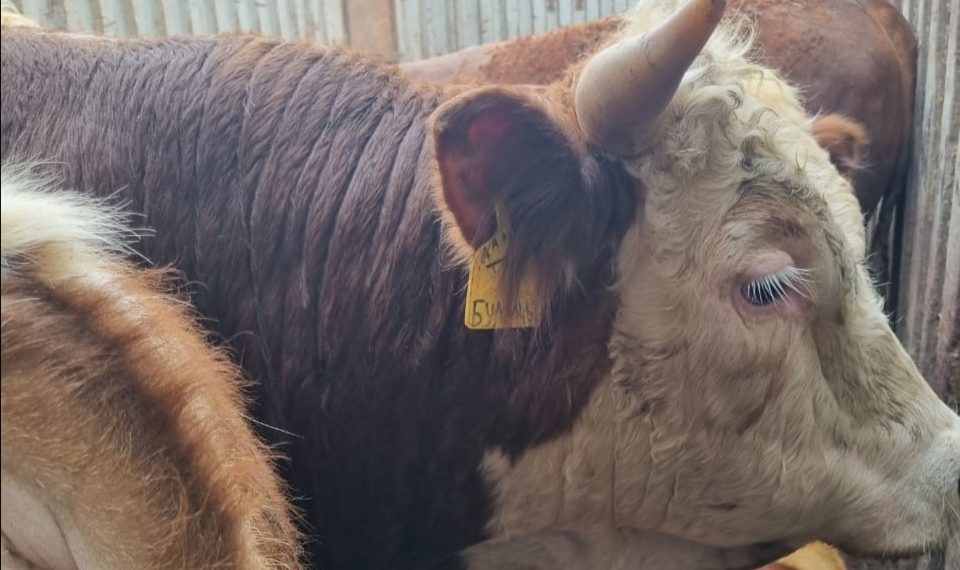 Россельхознадзор пресек незаконную перевозку скота в Ульяновской области