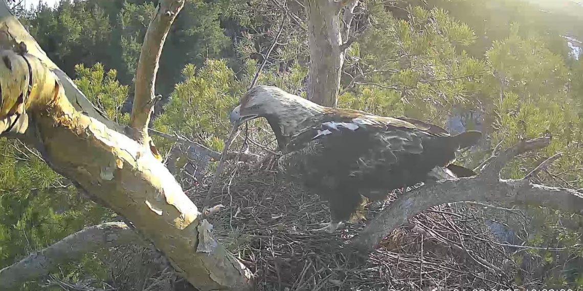 Солнечные орлы Белогор и Арбушка обустраивают гнездо в Сенгилеевских горах