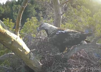 Солнечные орлы Белогор и Арбушка обустраивают гнездо в Сенгилеевских горах