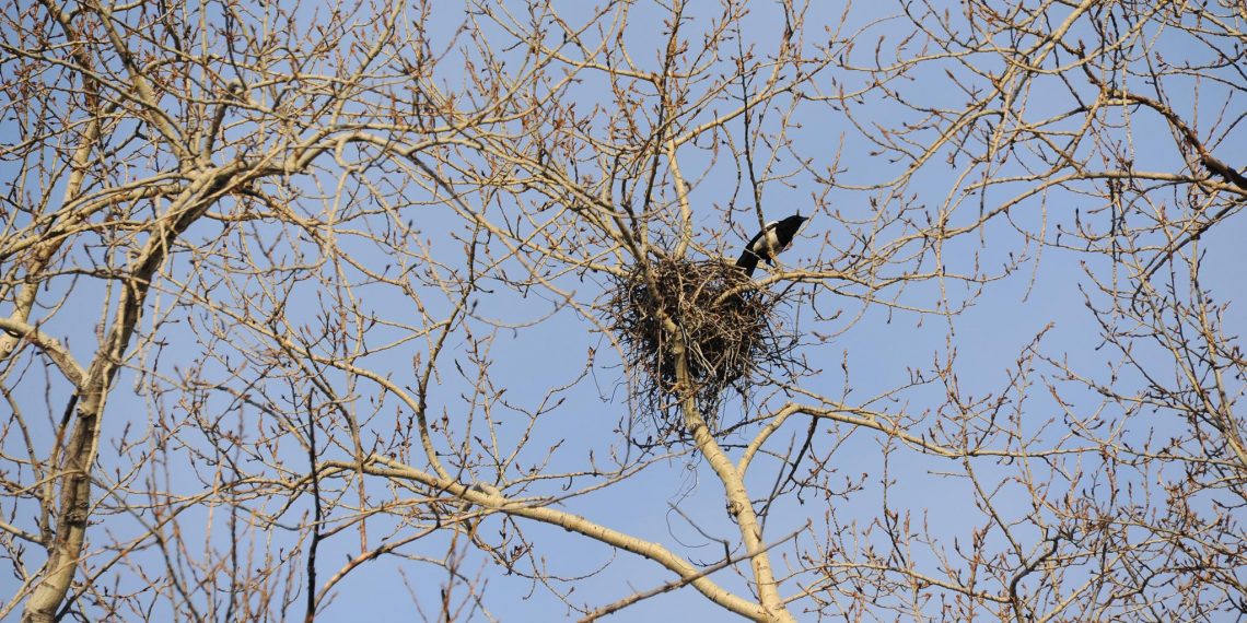 Доживём до понедельника: антициклон вернёт Ульяновску весну