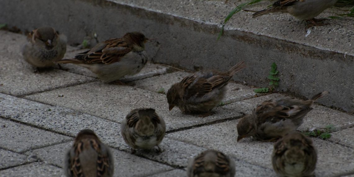В Ульяновской области становится меньше воробьёв