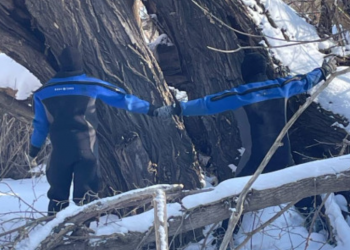 В завалах на Сельди обнаружили дерево толщиной в 4 метра