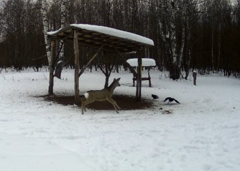 Косули и вороны сражаются за еду в Сенгилеевских горах