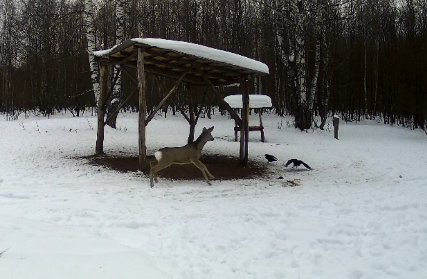 Косули и вороны сражаются за еду в Сенгилеевских горах
