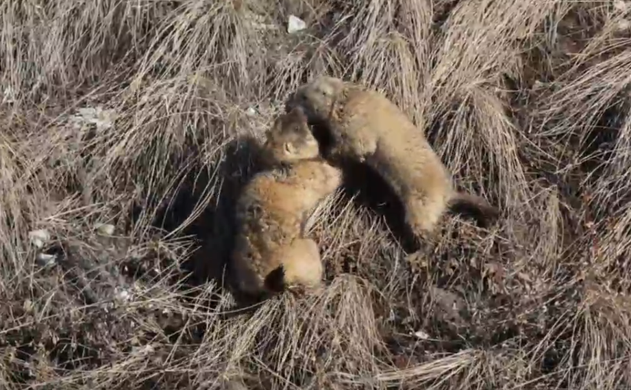 Похудевшие за зиму сурки вылезли из нор в нацпарке «Сенгилеевские горы»